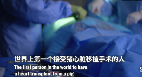 全球首个接受猪心脏移植病患死亡