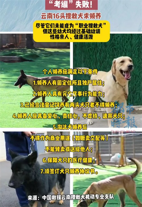 云南16只搜救犬考编失败求领养