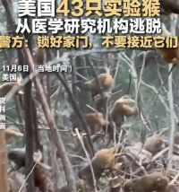 美43只雌猴逃出实验室或携带致命病毒 实验室没关好围栏致猴子逃跑